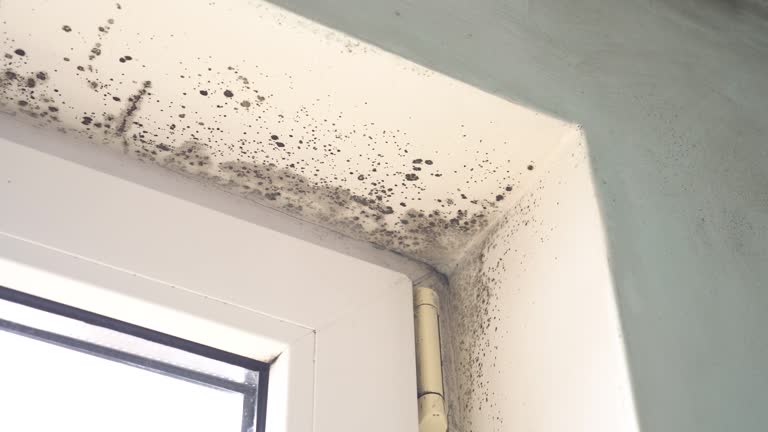 Why You Should Choose Our Mold Remediation Services in Erie, IL